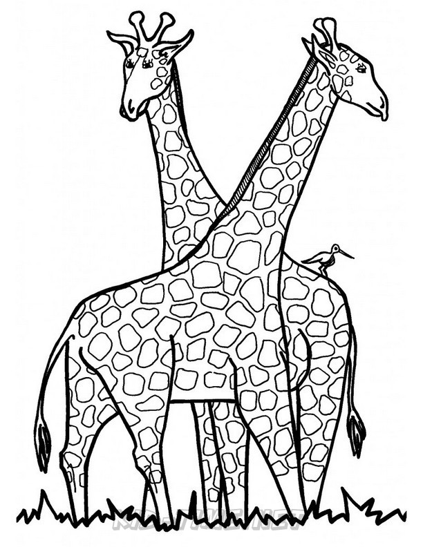 Giraffe – Animals Coloring Book Pages Sheets – Kids Time Fun Places to