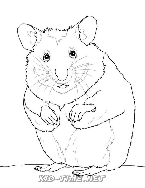 Hamster – Animals Coloring Book Pages Sheets – Kids Time Fun Places to