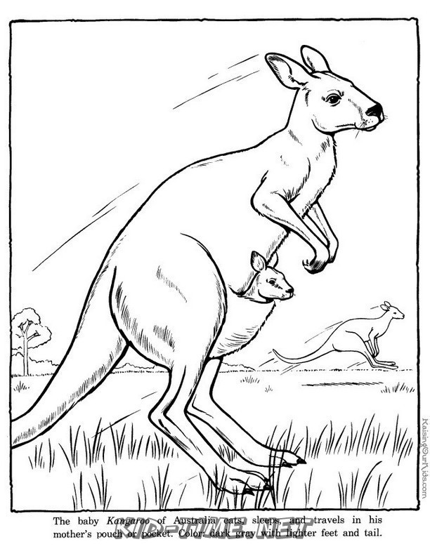baby-kangaroo-coloring-pages-049 – Kids Time Fun Places to Visit and