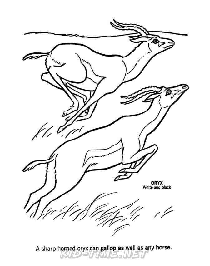 Oryx Animals Coloring Book Pages Sheets Kids Time Fun Places To 
