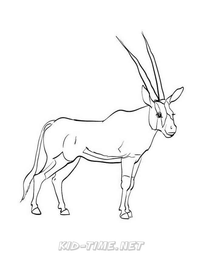 Oryx Animals Coloring Book Pages Sheets Kids Time Fun Places To 