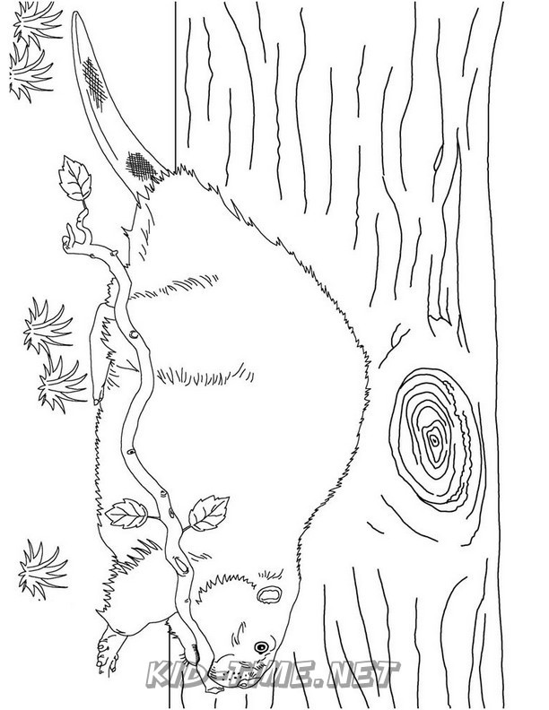 beaver-coloring-pages-033 – Kids Time Fun Places to Visit and Free