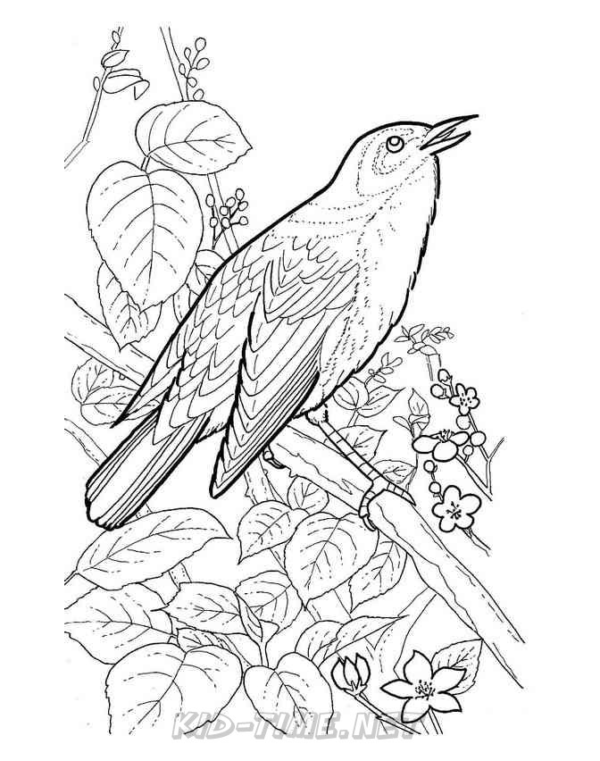 Birds Nightingale – Animals Coloring Book Pages Sheet – Kids Time Fun