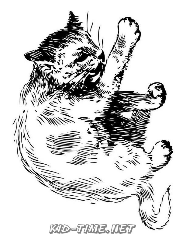 realistic-cat-cat-coloring-book-page-sheet-003 – Kids Time Fun Places