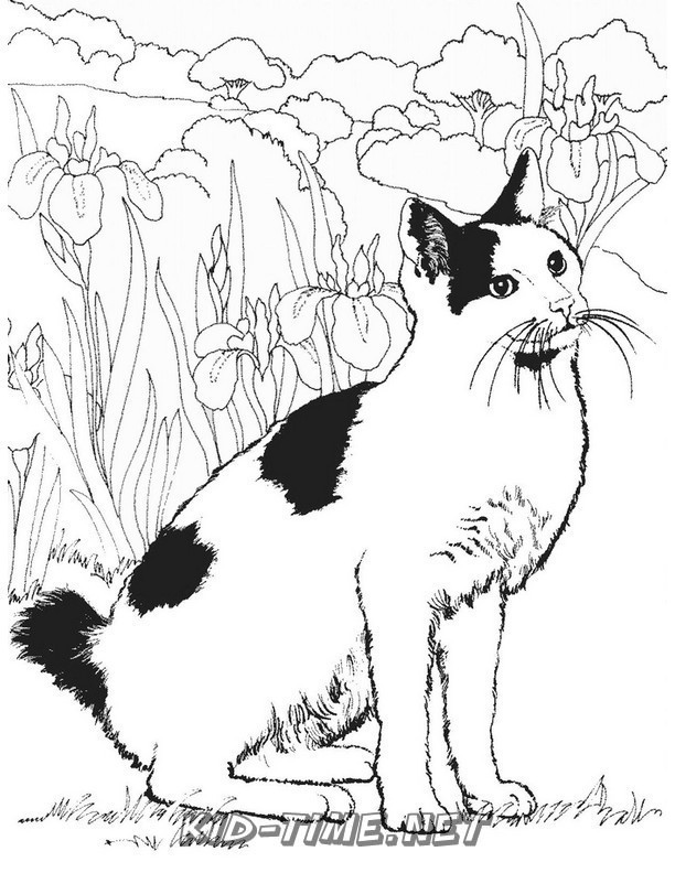 realistic-cat-cat-coloring-book-page-sheet-005 – Kids Time Fun Places