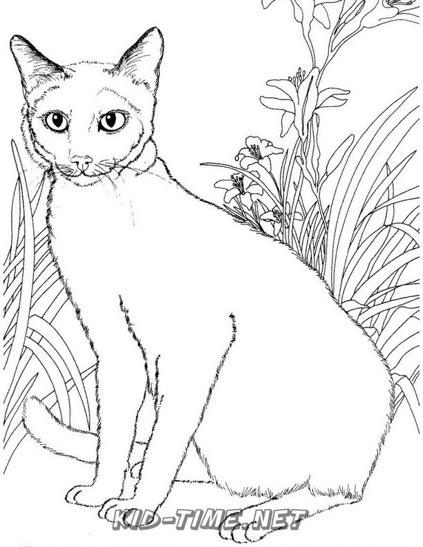 realistic-cat-cat-coloring-book-page-sheet-013 – Kids Time Fun Places