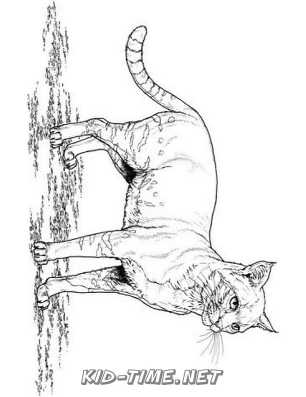 realistic-cat-cat-coloring-book-page-sheet-027 – Kids Time Fun Places