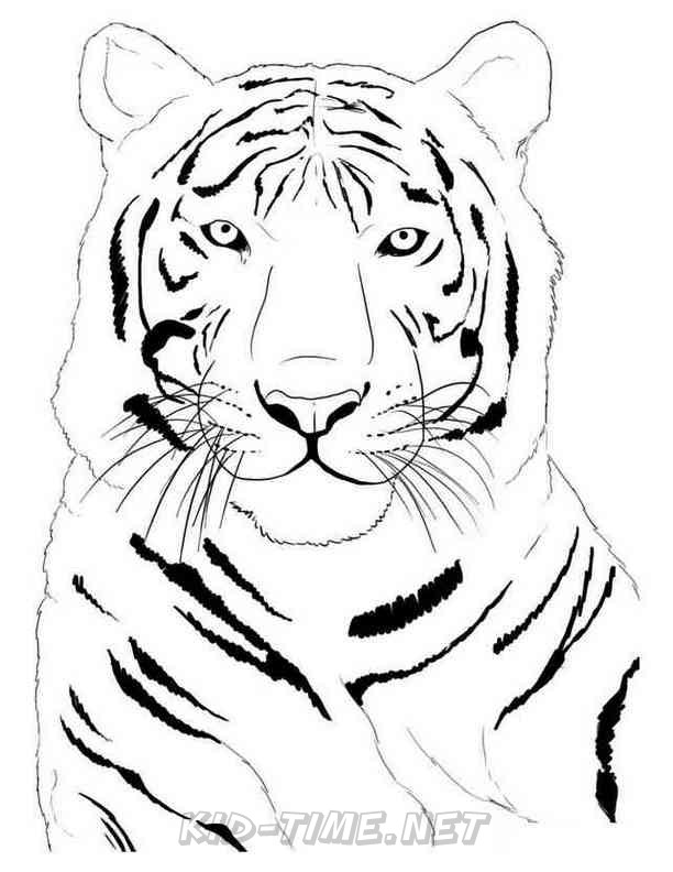 realistic tiger animals coloring book page sheet 061 kids time fun places to visit and free coloring book pages printables