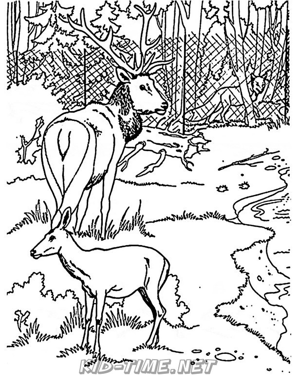 Deer Family Coloring Coloring Pages