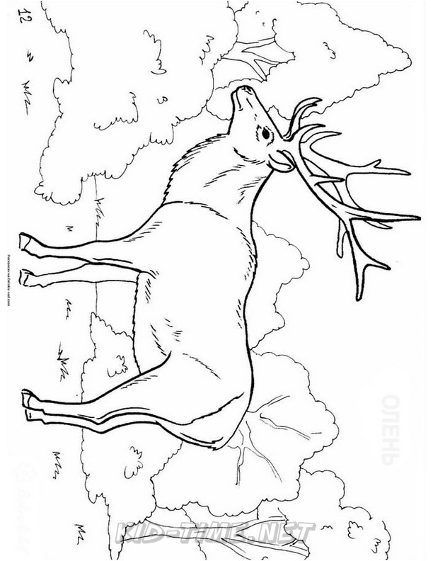 deer-coloring-pages-026 – Kids Time Fun Places to Visit and Free