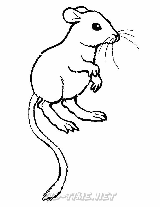 Download 78+ Mammals Gerbil Coloring Pages PNG PDF File