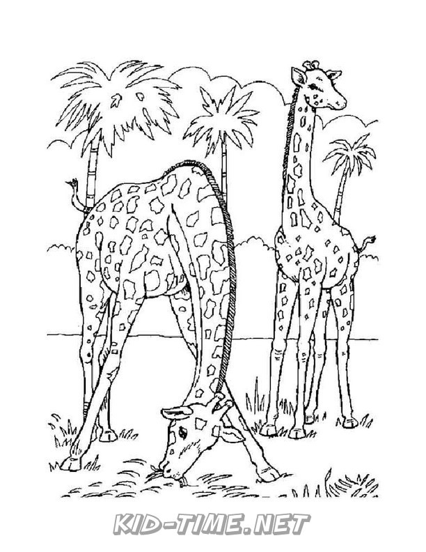 realistic-giraffe-coloring-pages-011 – Kids Time Fun Places to Visit