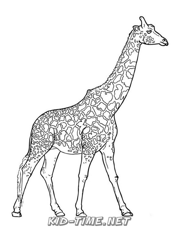 Download realistic-giraffe-coloring-pages-034 - Kids Time Fun ...