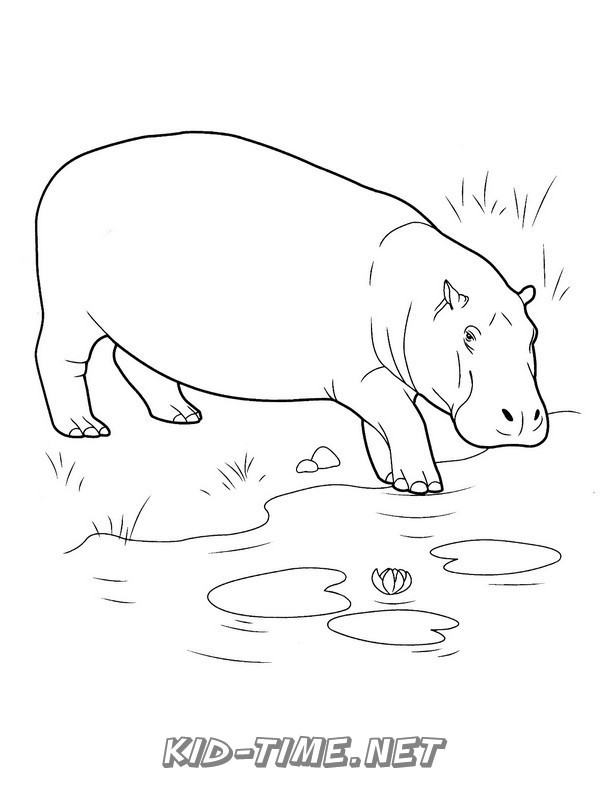 Realistic Hippopotamus Hippo – Animals Coloring Book Pages Sheets ...