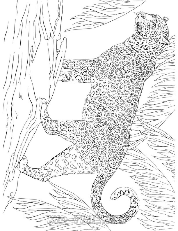 Download jaguar-coloring-pages-026 - Kids Time Fun Places to Visit ...