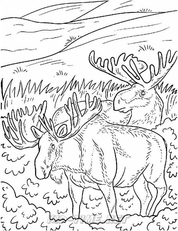 moose coloring pages 024 Kids Time Fun Places to Visit and Free