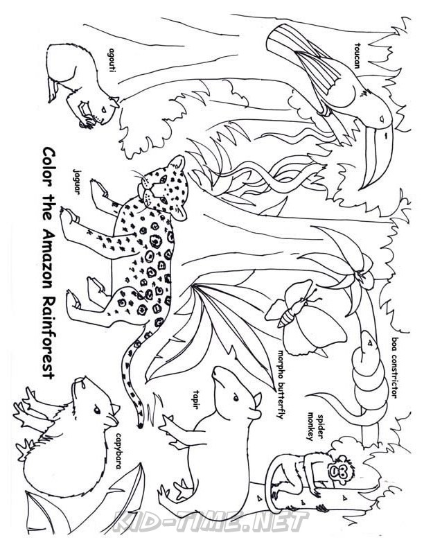 Download 99+ Rainforest Animals Coloring Pages PNG PDF File