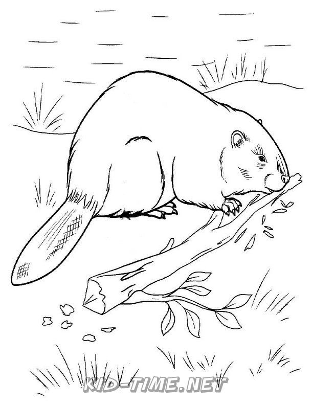 Beaver – Kids Time Fun Places to Visit and Free Coloring Book Pages ...