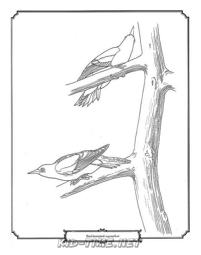Birds Sapsucker – Animals Coloring Book Pages Sheet – Kids Time Fun