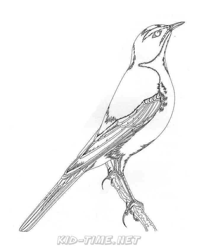 Birds Wagtail Animals Coloring Book Pages Sheet Kids Time Fun Birds Wagtail Animals Coloring Book Pages Sheet Kids Time Fun