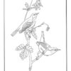 Download Birds Warbler - Animals Coloring Book Pages Sheet - Kids Time Fun Places to Visit and Free ...