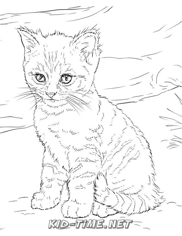 realistic-cat-cat-coloring-book-page-sheet-010 – Kids Time Fun Places