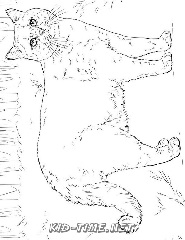 realistic-cat-cat-coloring-book-page-sheet-033 – Kids Time Fun Places