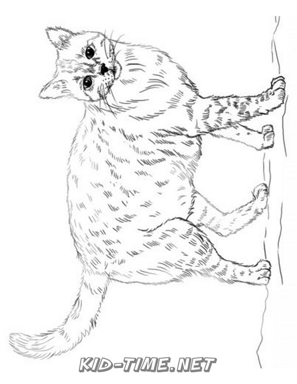 realistic-cat-cat-coloring-book-page-sheet-034 – Kids Time Fun Places