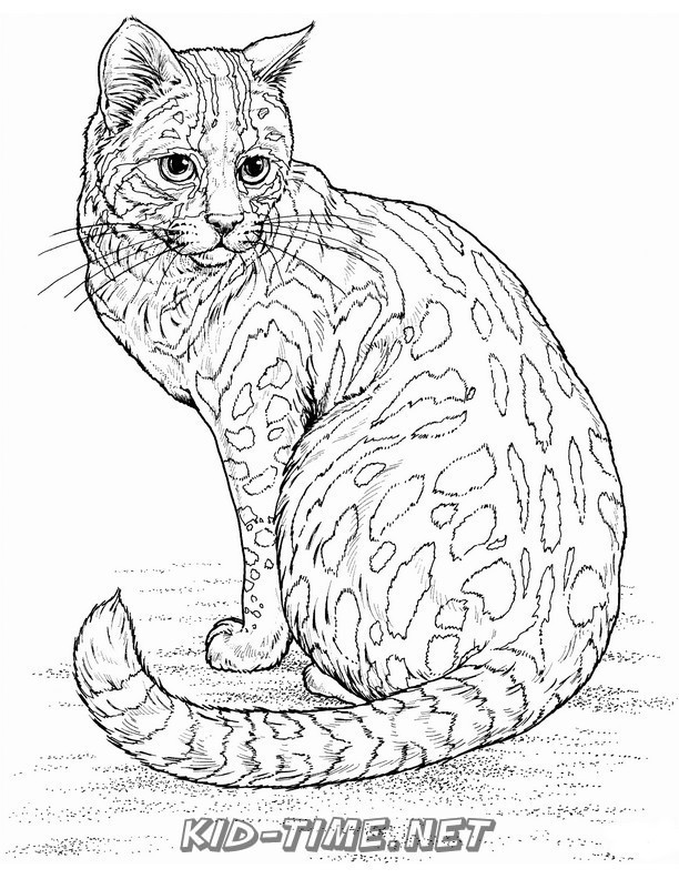 realistic-cat-cat-coloring-book-page-sheet-035 – Kids Time Fun Places