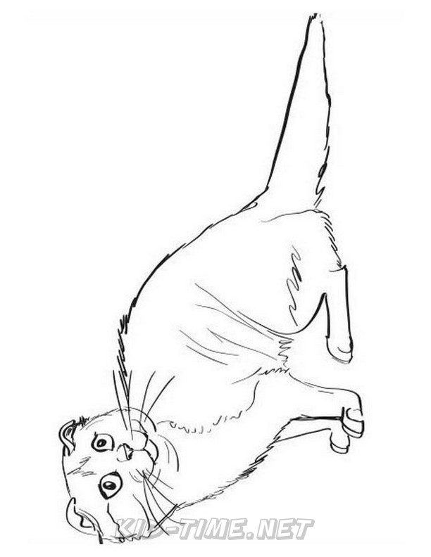 Download Cats Scottish Fold - Animals Coloring Book Pages Sheets - Kids Time Fun Places to Visit and Free ...